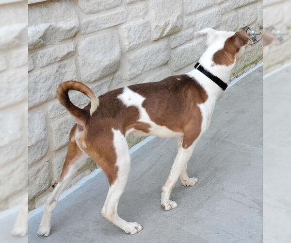 Medium Photo #13 Mutt Puppy For Sale in Atlanta, GA, USA