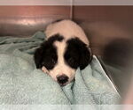 Small Saint Bernard Mix