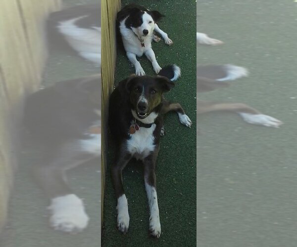 Medium Photo #33 Border Collie-Unknown Mix Puppy For Sale in Highland, IL, USA