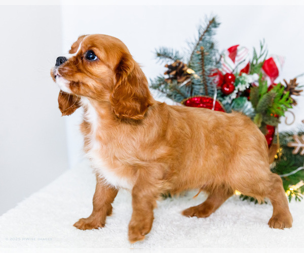 Medium Photo #1 Cavalier King Charles Spaniel Puppy For Sale in WAKARUSA, IN, USA