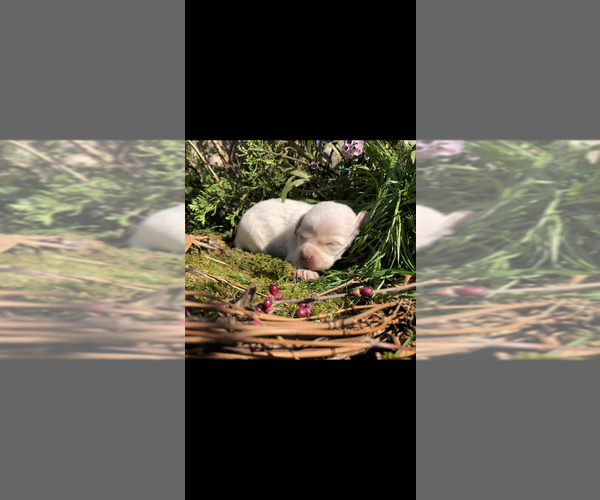 Medium Photo #14 Chihuahua Puppy For Sale in SHERMAN, TX, USA