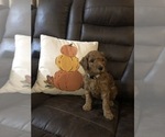 Small Photo #4 Goldendoodle Puppy For Sale in NAMPA, ID, USA