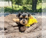 Small #8 Yorkshire Terrier