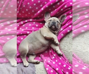 French Bulldog Puppy for sale in MEXICO, NY, USA