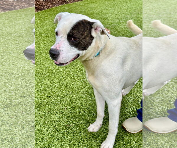 Medium Photo #1 Mutt Puppy For Sale in Hilton Head, SC, USA