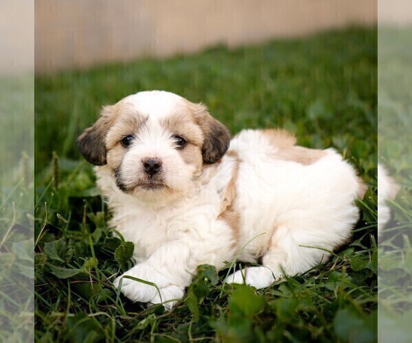 Medium Photo #2 Zuchon Puppy For Sale in ARTHUR, IL, USA