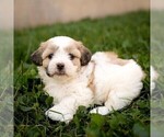 Willow - Female Zuchon Puppy for Sale - Photo #2