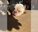 Small #3 American Bulldog-French Bulldog Mix