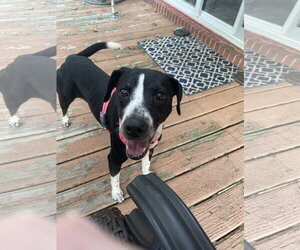 Zoey - Female Labrador Retriever-Unknown Mix Dog for Adoption - Photo #4