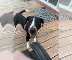 Small Photo #4 Labrador Retriever-Unknown Mix Puppy For Sale in Holly Springs, NC, USA