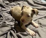 Small Photo #28 American Bully Puppy For Sale in BUFFALO, NY, USA