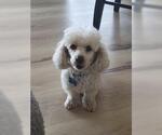 Small #1 Poodle (Toy)