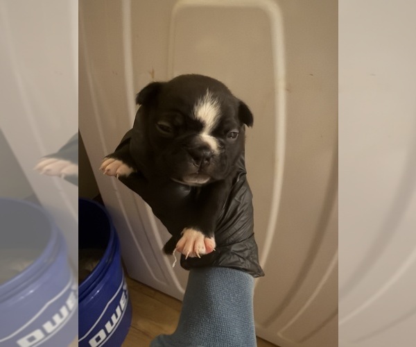 Medium Photo #1 Boston Terrier Puppy For Sale in BUCHANAN, VA, USA