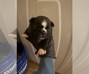Boston Terrier Puppy for Sale in BUCHANAN, Virginia USA