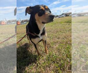 Rottweiler-Unknown Mix Dogs for adoption in Pasadena, TX, USA