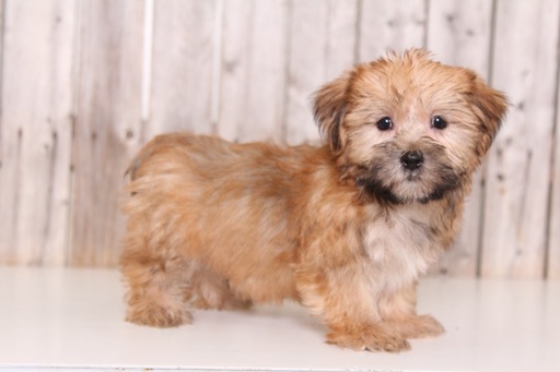 Medium Photo #1 Shorkie Tzu Puppy For Sale in MOUNT VERNON, OH, USA