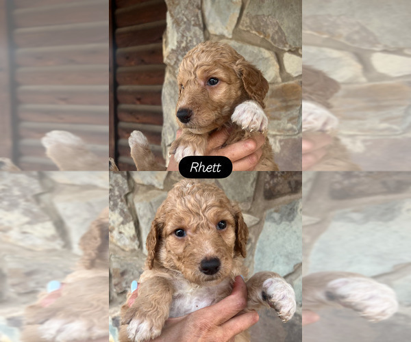 Medium Photo #1 Goldendoodle Puppy For Sale in SEAGROVE, NC, USA
