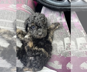 Maltipoo Puppy for sale in KATY, TX, USA