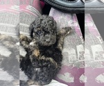 Small Maltipoo