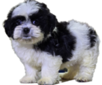 Puppy Betty Mal-Shi
