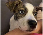 Small Australian Shepherd Mix