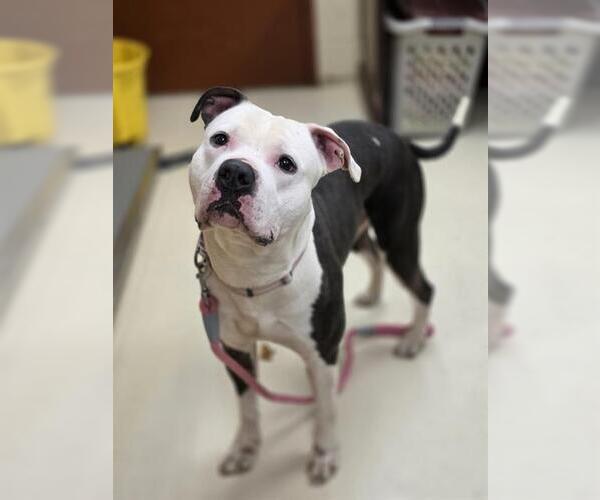 Medium Photo #1 Mutt Puppy For Sale in Center Township, PA, USA