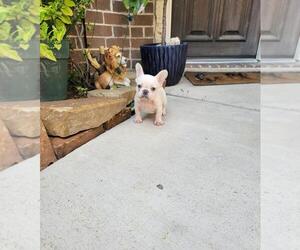 French Bulldog Puppy for sale in HOUSTON, TX, USA