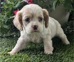 Puppy Coby Cocker Spaniel