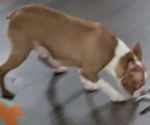 Small Photo #1 Faux Frenchbo Bulldog Puppy For Sale in GOSHEN, IN, USA