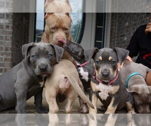 American Bully Puppy for sale in CLARKSVILLE, TN, USA