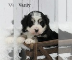 Puppy Vasily Bernedoodle
