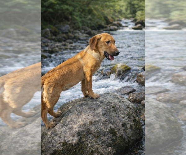 Medium Photo #6 Labrador Retriever Puppy For Sale in San Diego, CA, USA