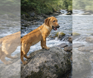 Jojo - Male Labrador Retriever Dog for Adoption - Photo #6