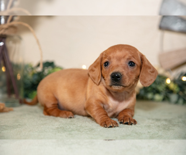 Medium Photo #1 Dachshund Puppy For Sale in NAPPANEE, IN, USA