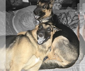 German Shepherd Dog Puppy for Sale in APACHE JUNCTION, Arizona USA