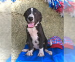 Small Border Collie Mix