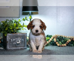 Small #2 Cavapoo (Miniature)