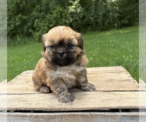 Shih Tzu Puppy for sale in MIDDLEBURY, IN, USA