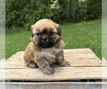 Small Shih Tzu