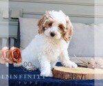 Small #2 Cavapoo