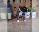Small #4 Boxer
