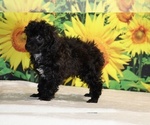 Jasper - Male Poodle (Toy) Puppy for Sale - Photo #2