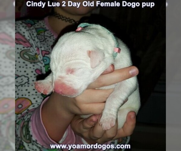 Medium Photo #4 Dogo Argentino Puppy For Sale in PINEVILLE, MO, USA