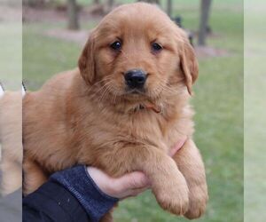 Golden Retriever Puppy for sale in EAST EARL, PA, USA