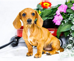 Puppy Andrew Dachshund