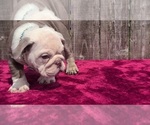 Small #5 English Bulldog