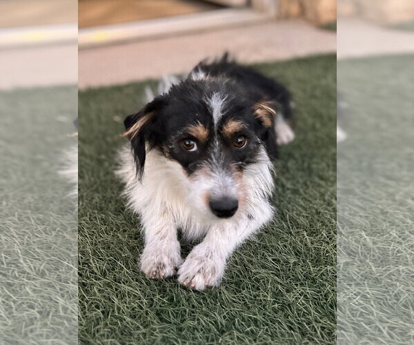 Medium Photo #2 Australian Shepherd Puppy For Sale in Menifee, CA, USA