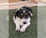 Small #1 Australian Shepherd