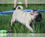 Small #5 Pug