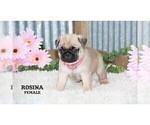 Small #21 Pug